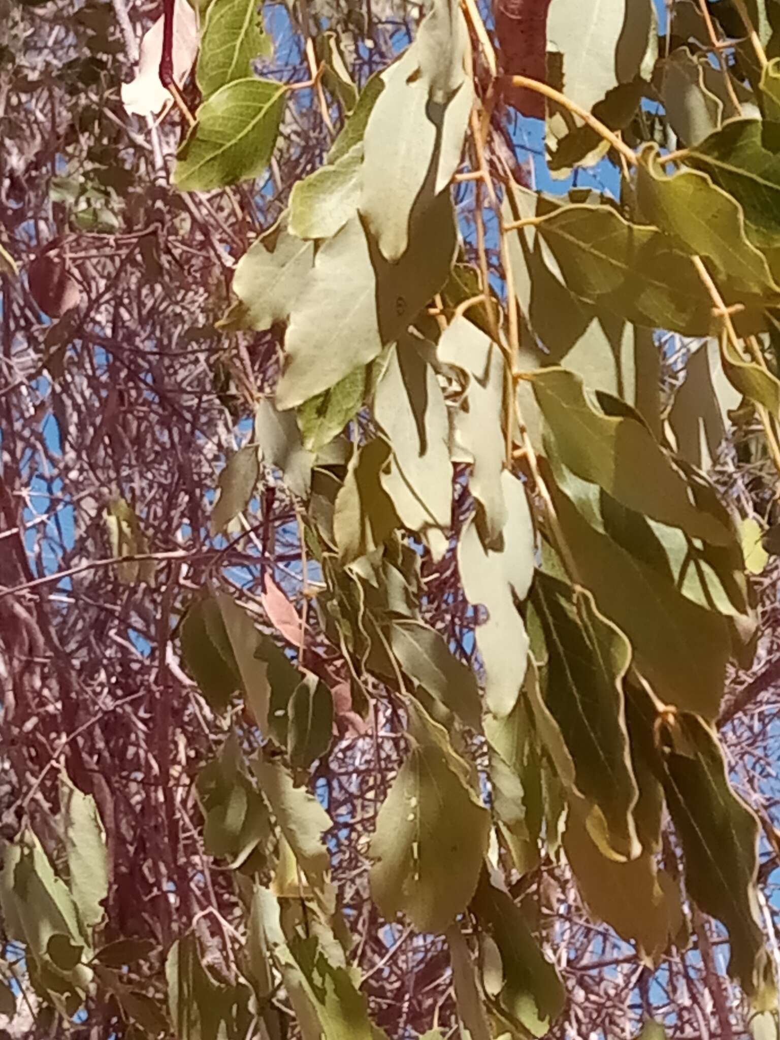 Image de Albizia tulearensis R. Vig.