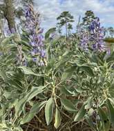 Image of sky-blue lupine