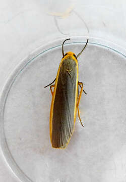 Image of common footman