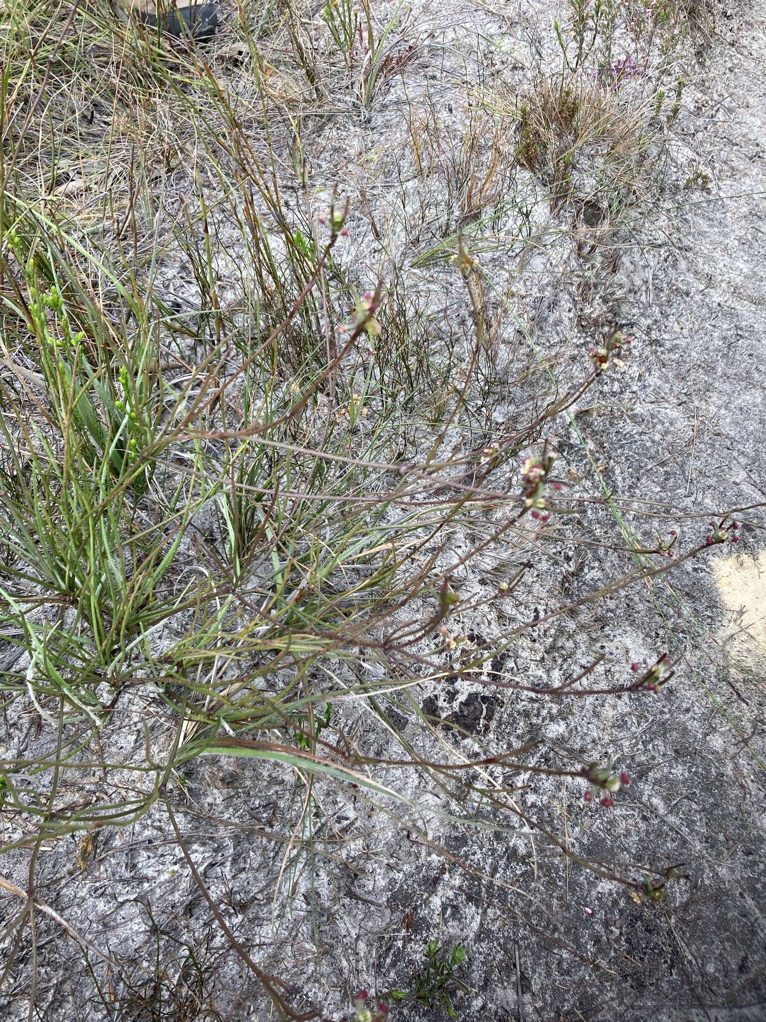 Image of Centella macrocarpa (Rich.) Adamson