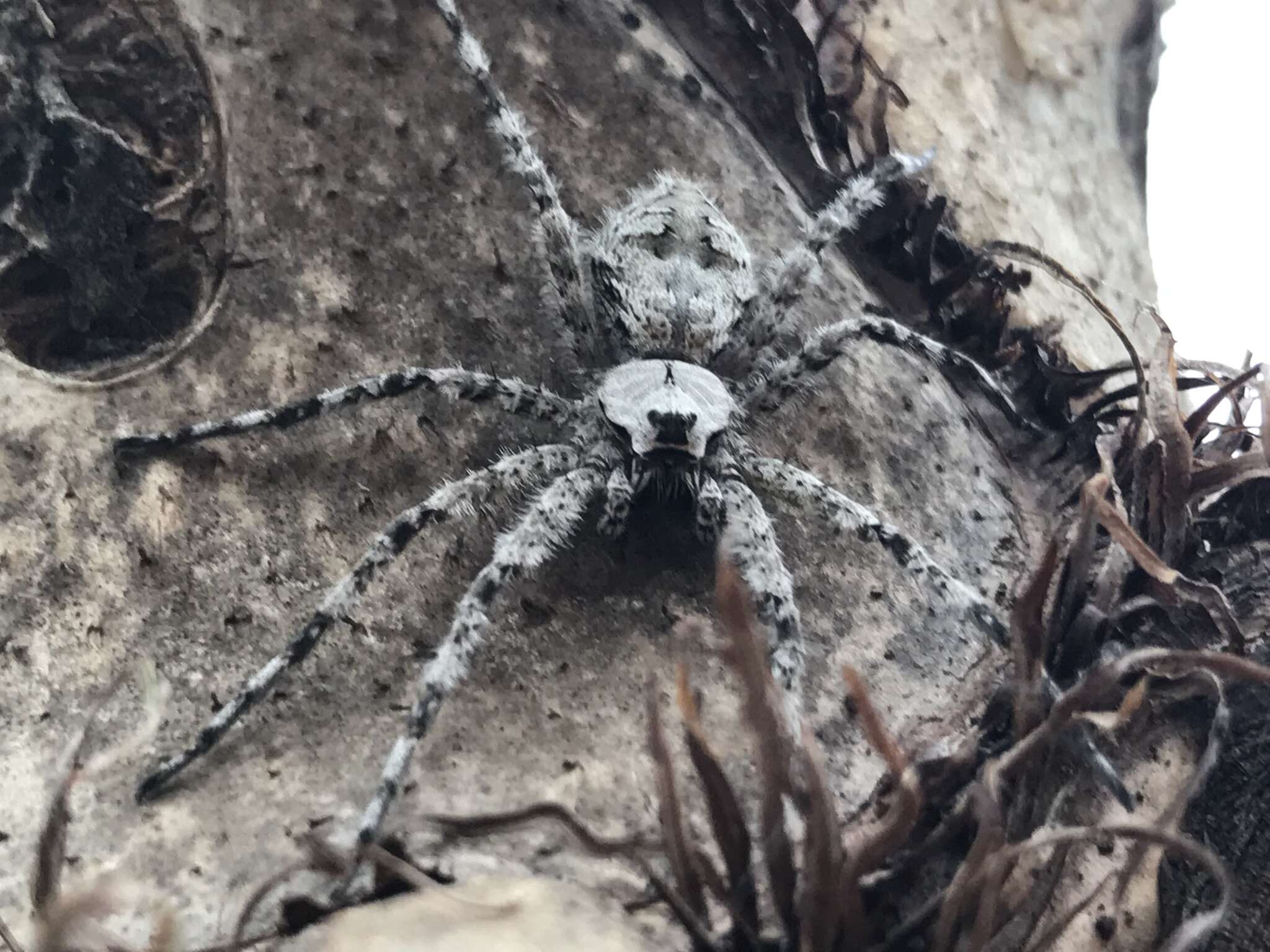 Image of Whitebanded Fishing Spider