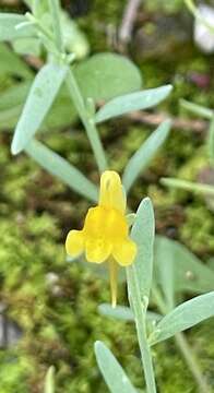 Image of Linaria munbyana Boiss. & Reuter