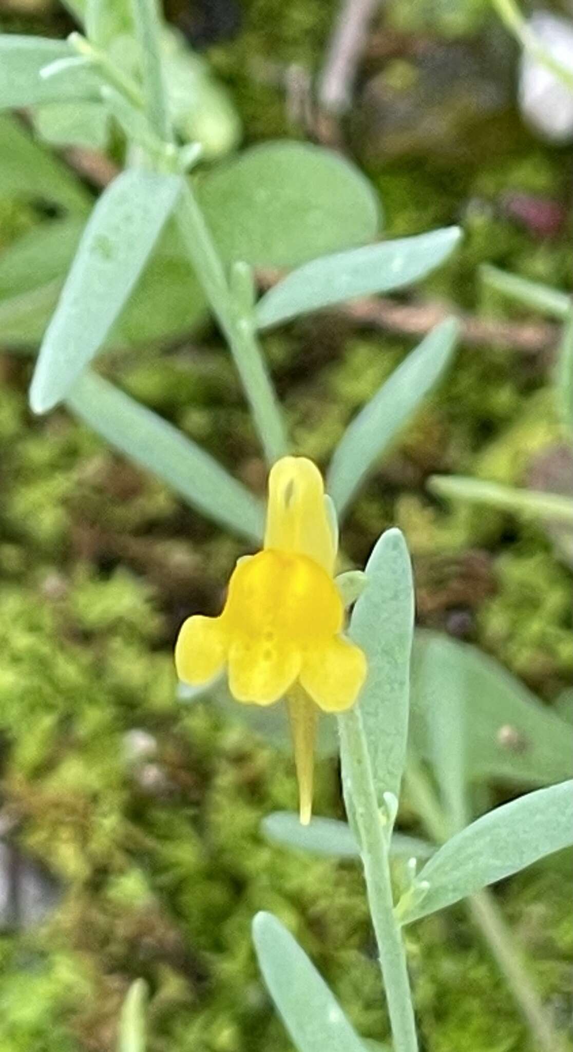 Слика од Linaria munbyana Boiss. & Reuter