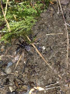 Image of Callobius claustrarius (Hahn 1833)