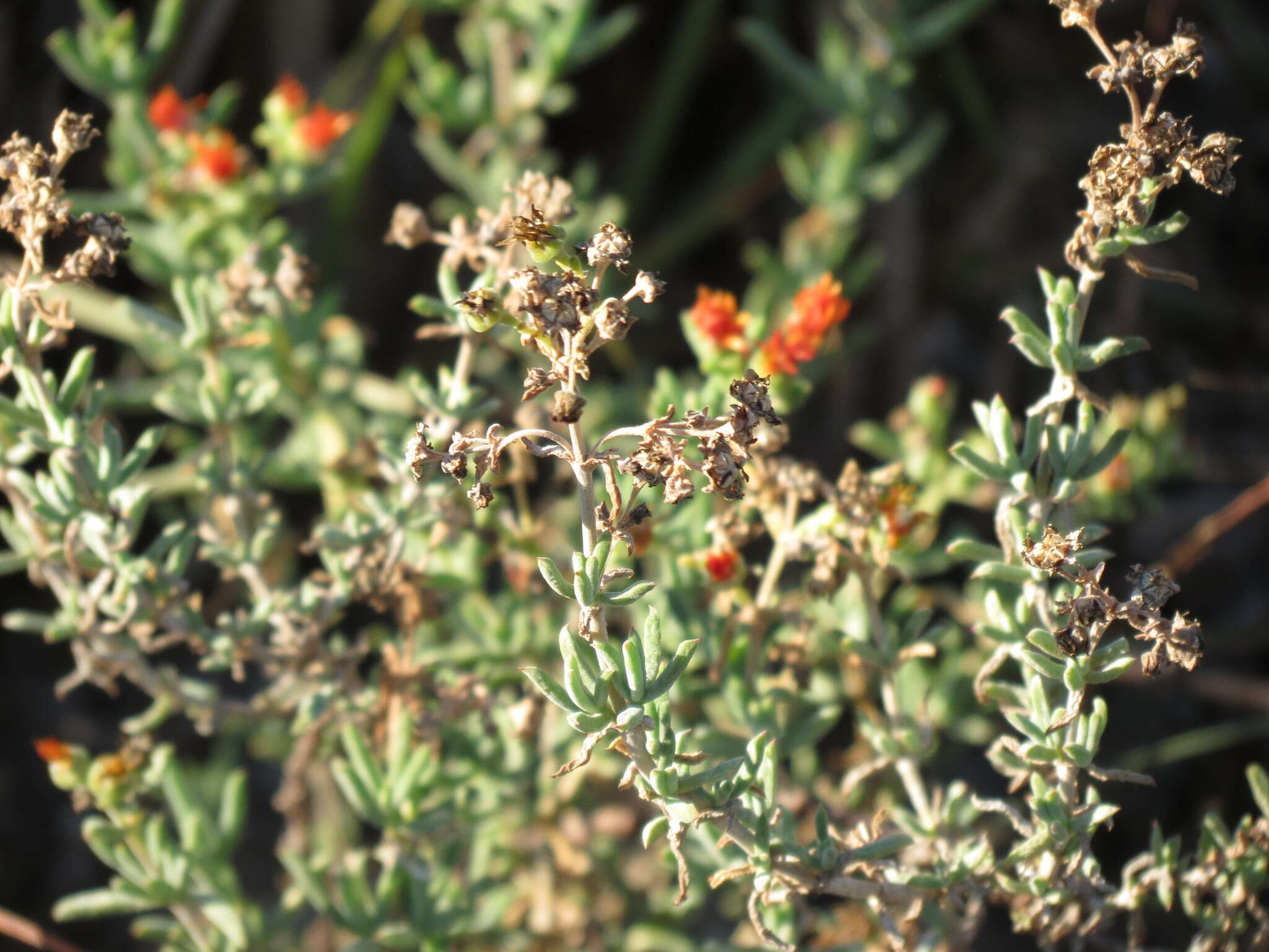 Imagem de Delosperma testaceum (Haw.) Schwant.