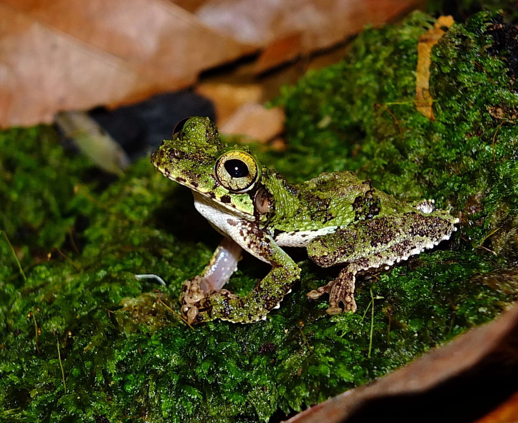 Image of Helena's slender-legged tree frog