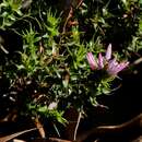 Andersonia lehmanniana subsp. lehmanniana resmi