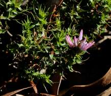 Sivun Andersonia lehmanniana subsp. lehmanniana kuva