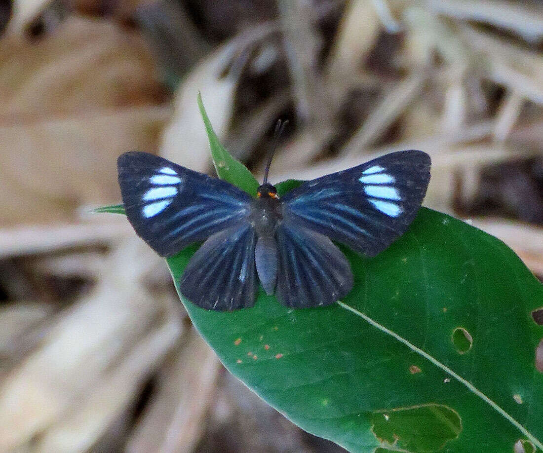 Image of Pheles strigosa