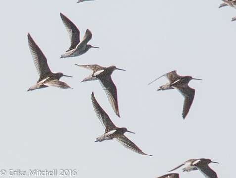 Image of Dowitcher