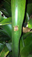 Image of Whistling coqui