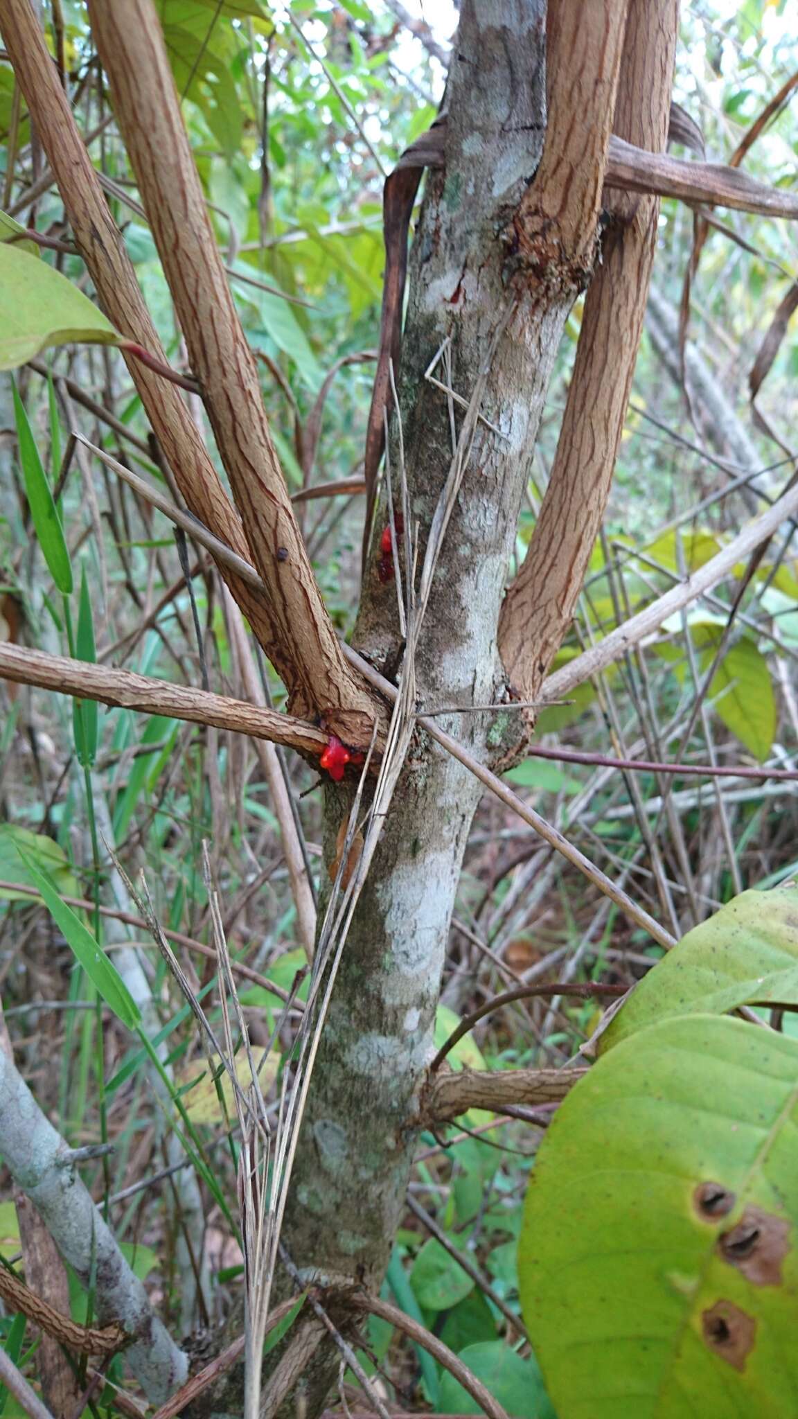 Image de Vismia gracilis Hieron.