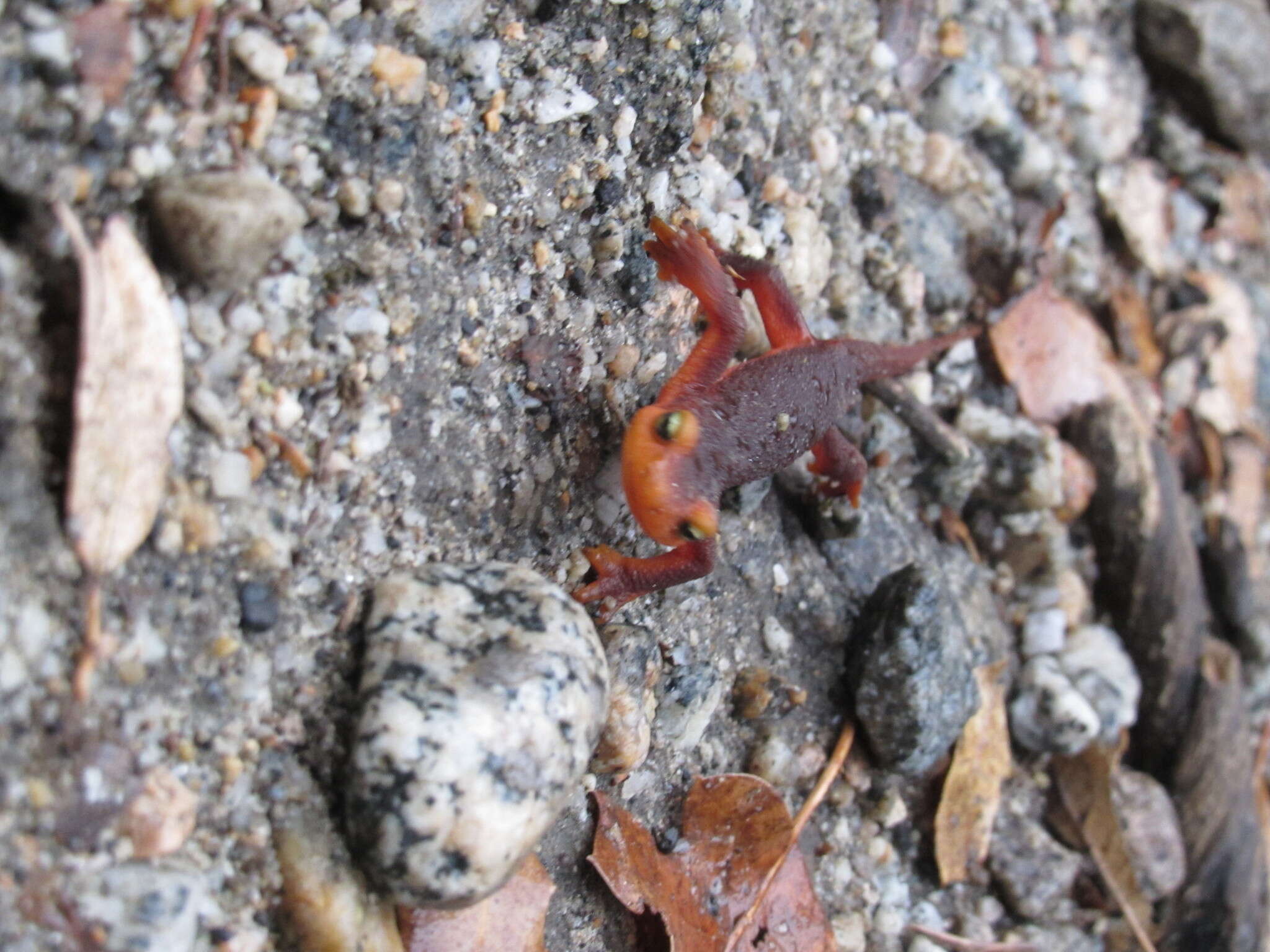 Image of Sierra newt