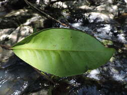 Image of Esenbeckia grandiflora Mart.