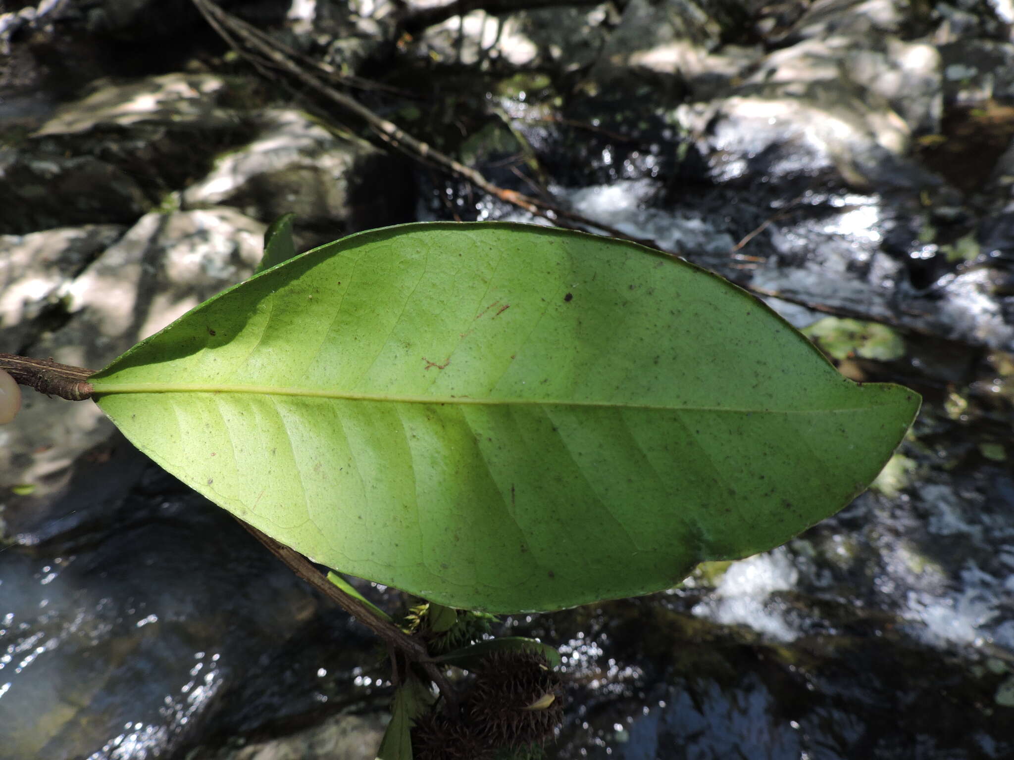 Image of Esenbeckia grandiflora Mart.