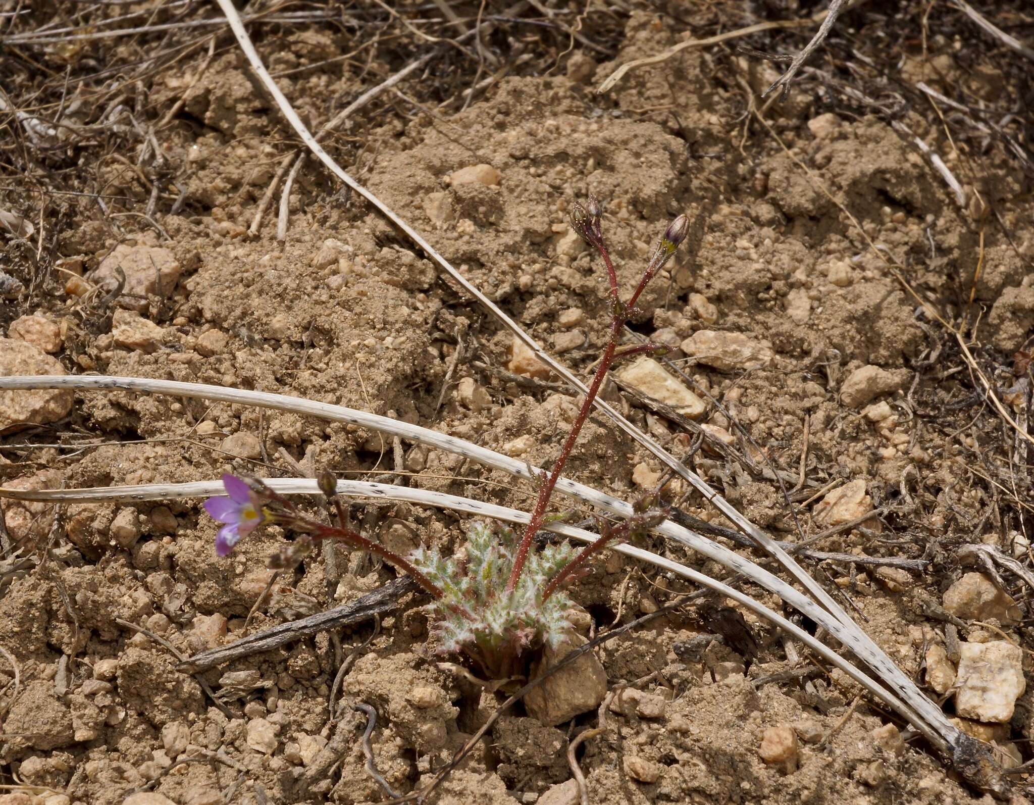 Image of fineflower gilia