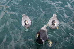 Image of Andean Coot