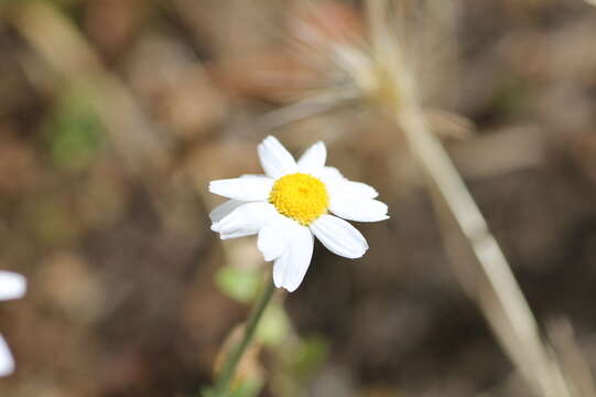 Image of dogfennel