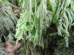 Image of thamnobryum moss
