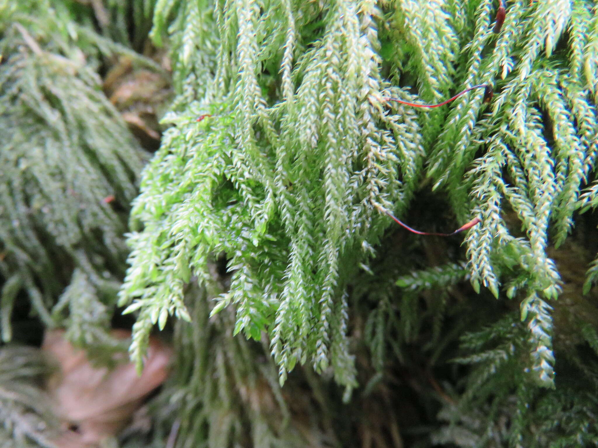 Image of thamnobryum moss