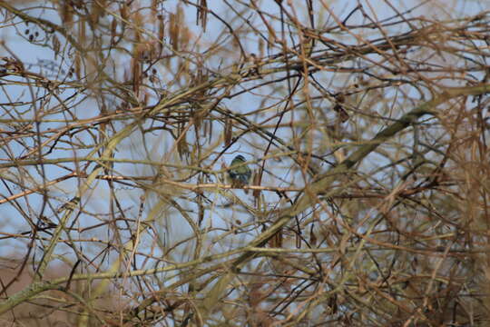 Image of Eurasian Blue Tit