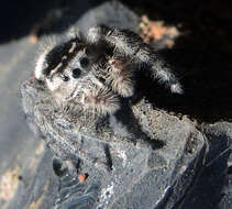 Image of Phidippus zethus Edwards 2004