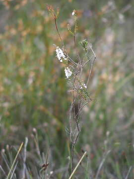 Image of Leucopogon glabellus R. Br.