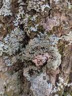 Image of fringed lichen