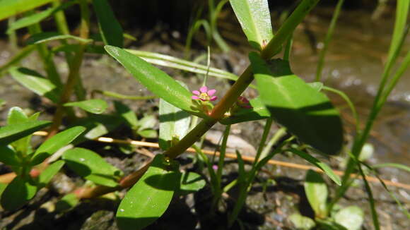 صورة Ammannia auriculata Willd.