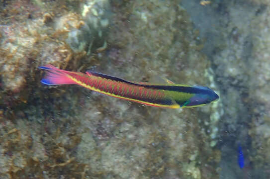 Слика од Thalassoma lucasanum (Gill 1862)