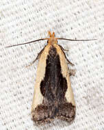 Image of Indented Dichomeris Moth