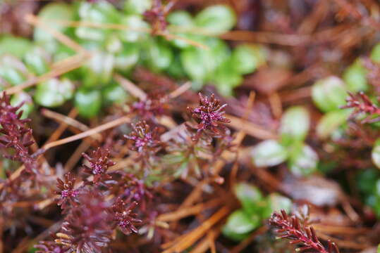 Image of Empetrum nigrum subsp. asiaticum (Nakai) V. B. Kuvaev