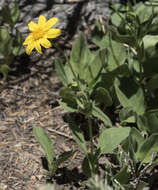 Слика од Arnica nevadensis A. Gray