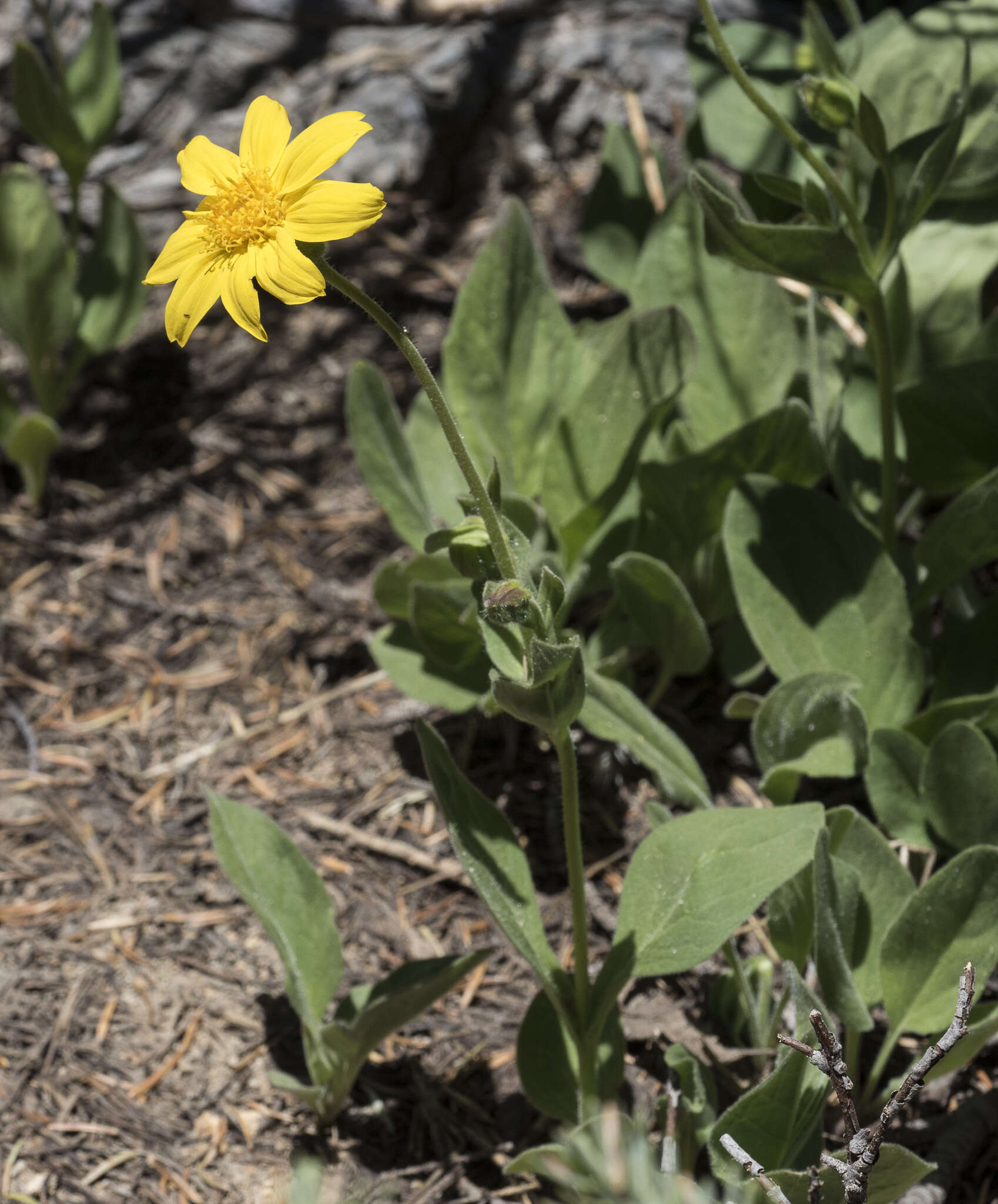 Слика од Arnica nevadensis A. Gray