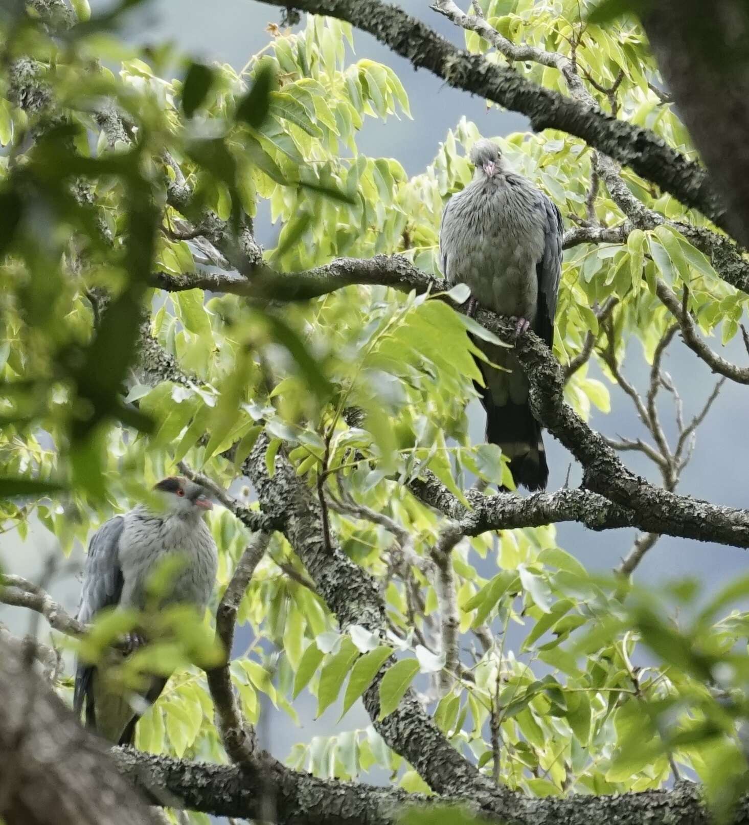 Image of Topknot Pigeons