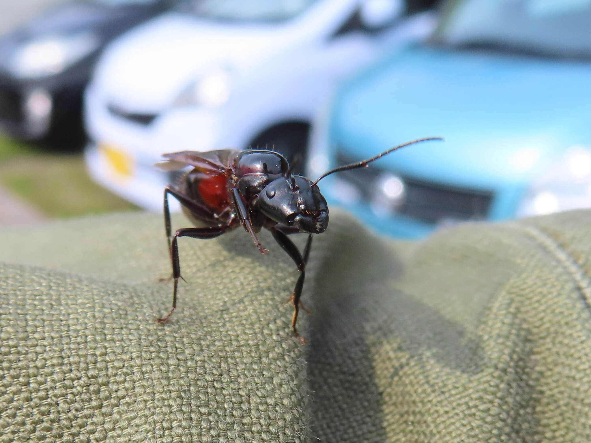 Image of Camponotus obscuripes Mayr 1879