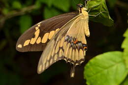 Image of Papilio homothoas Rothschild & Jordan 1906