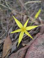 Image of Autumn star