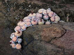 Image of Conophytum truncatum (Thunb.) N. E. Br.