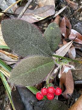 Imagem de Ardisia mamillata Hance