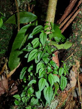 Sivun Miconia neoepiphytica Michelang. kuva