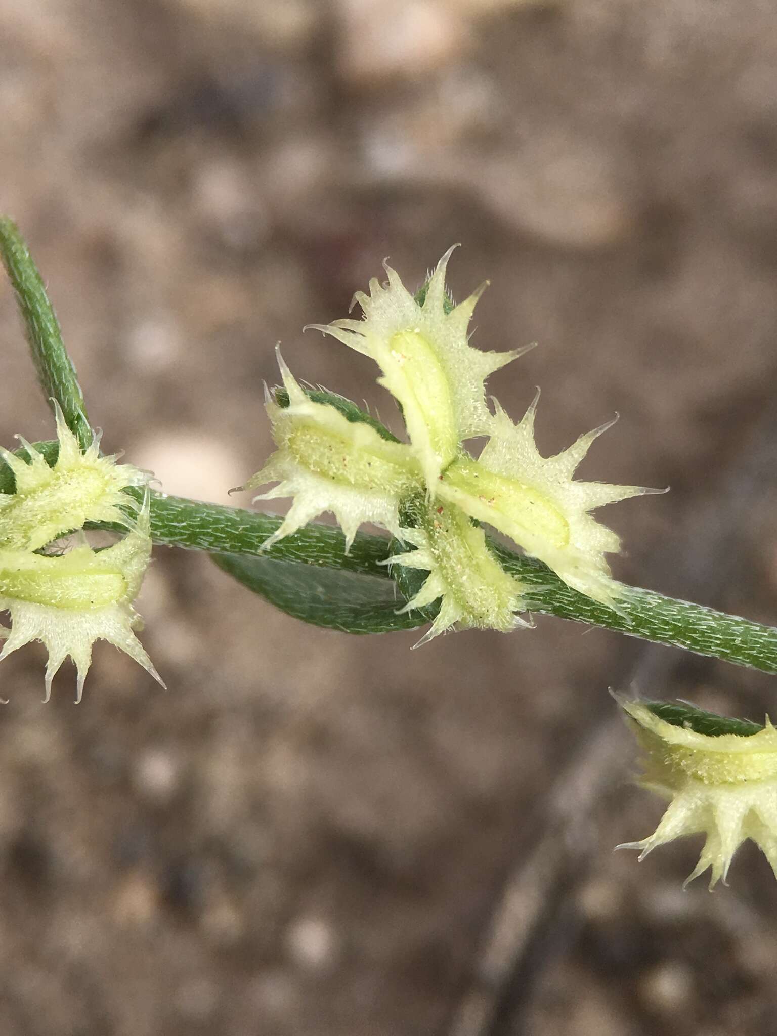 Image of broadfruit combseed