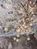 Image de Jasione crispa subsp. tomentosa (A. DC.) Rivas Mart.