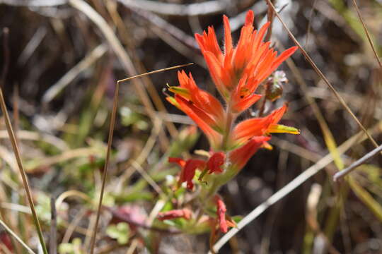 Image of longleaf Indian paintbrush