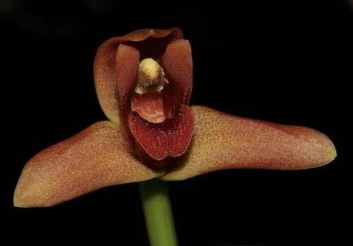 Maxillaria elatior (Rchb. fil.) Rchb. fil. resmi