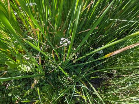 Berula erecta subsp. erecta resmi