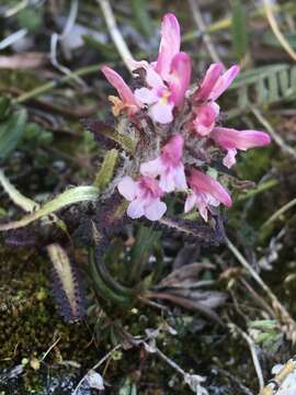 Image of hairy lousewort