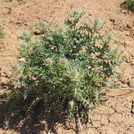 Image of Cirsium pugnax Somm. & Levier