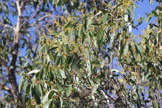 Imagem de Eucalyptus baxteri (Benth.) Maiden & Blakely