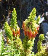 Image of Erica coccinea subsp. coccinea